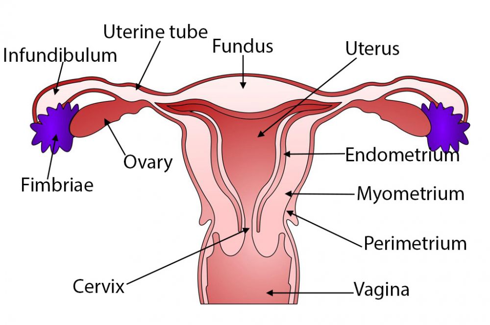 ovaries/ uterus labelled